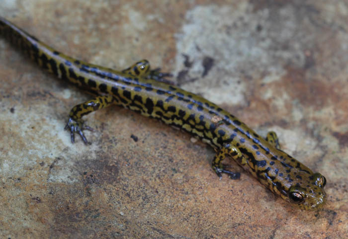 Longtail Salamander